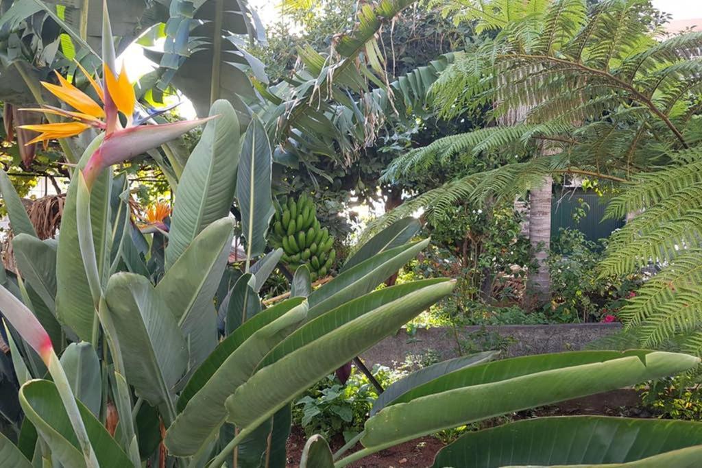 City View Gardens Funchal  Luaran gambar